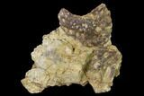 Permian Amphibian (Eryops) Fossil Skull Section - Texas #153732-1